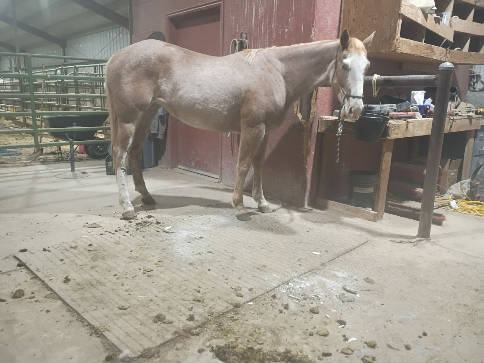 Grade Coming 3 Yr Old Mare