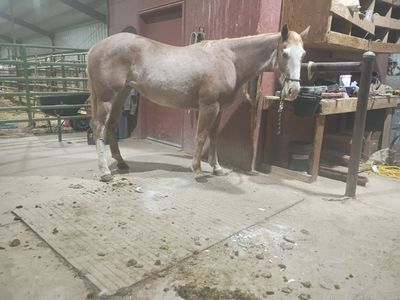 Grade Coming 3 Yr Old Mare