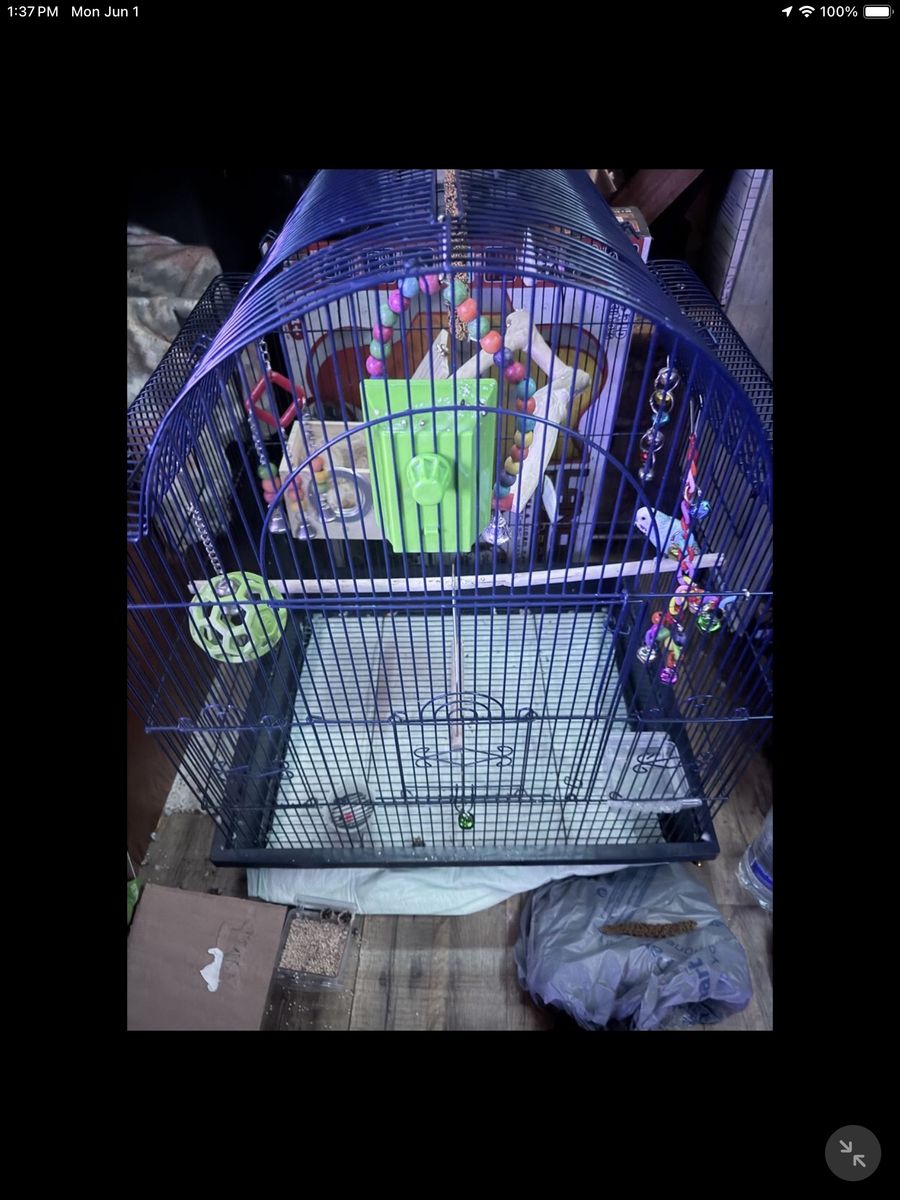 Parakeet/budgie