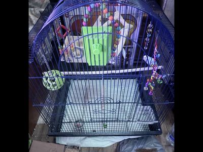 Parakeet/budgie