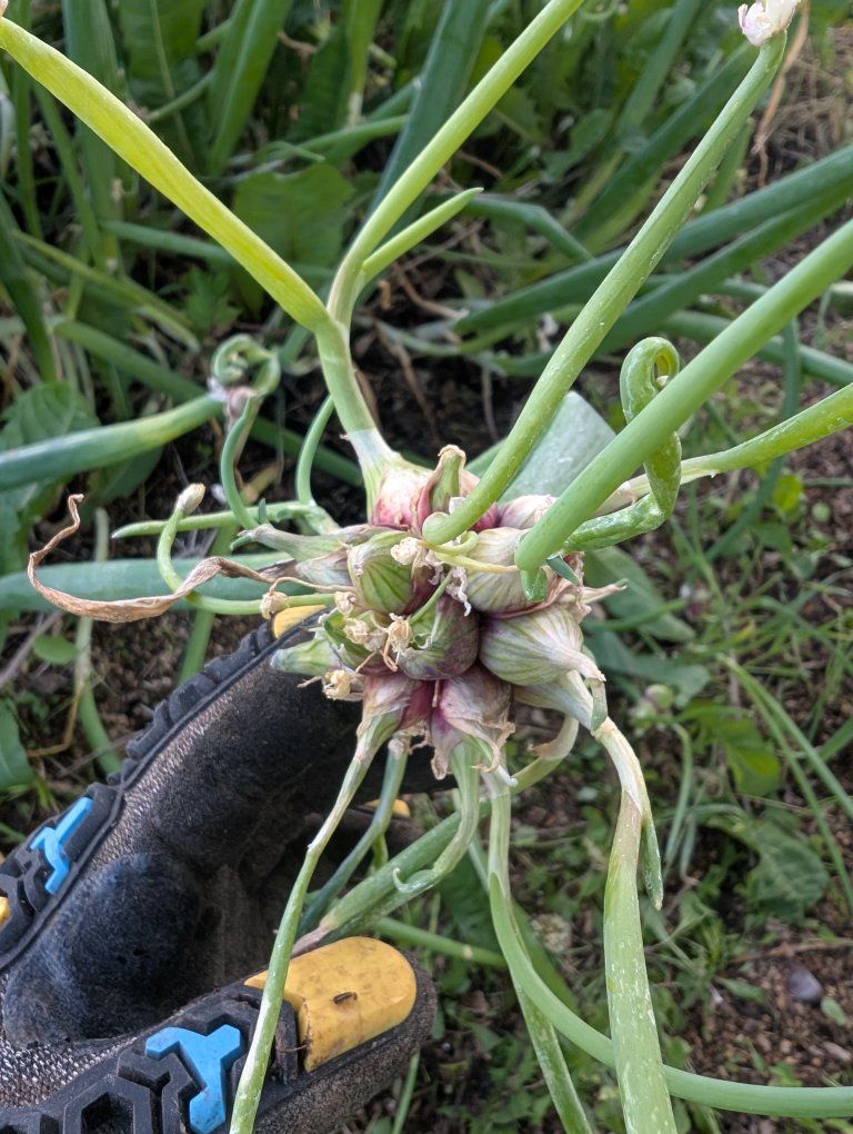 Walking Onion Starts