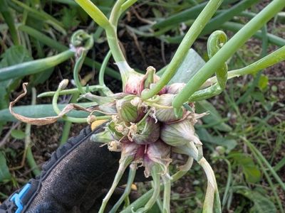 Walking Onion Starts