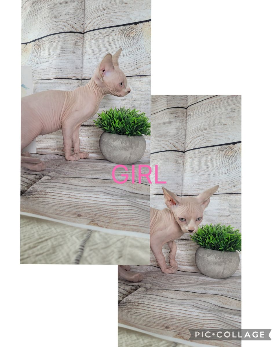 Sphynx kittens