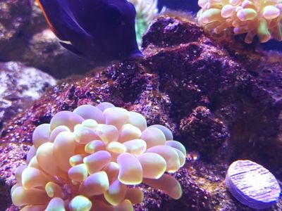 Fish Tank Eqipment