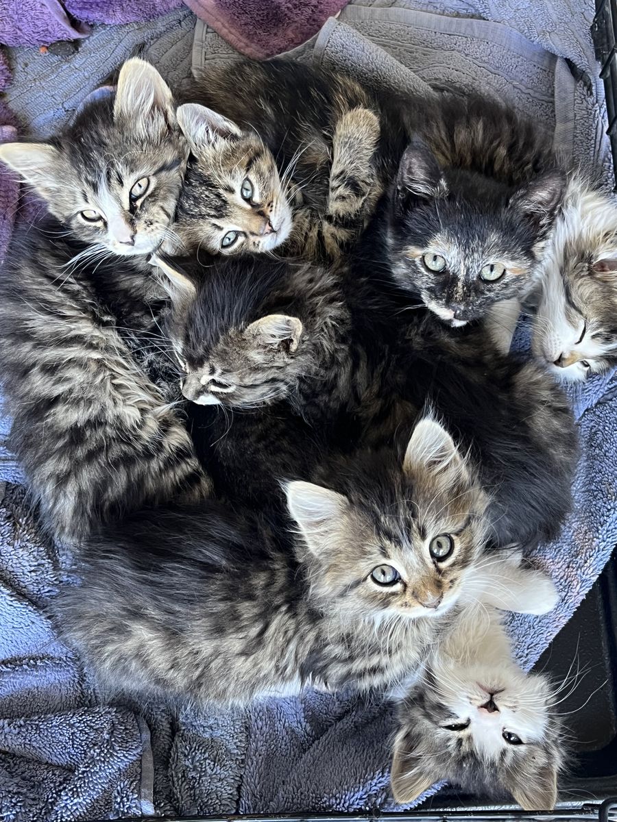 Kittens for Sale