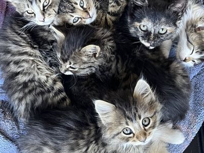 Kittens for Sale