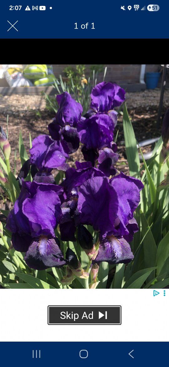 Beautiful Dark Purple Iris Plant Rhizomes - bulb  only