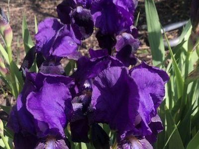 Beautiful Dark Purple Iris Plant Rhizomes - bulb only