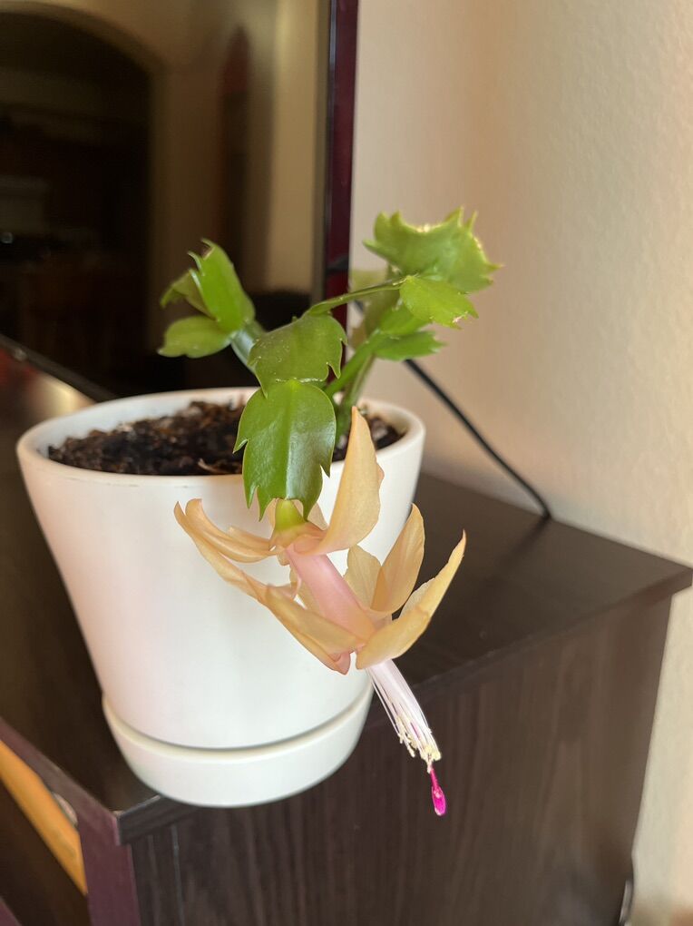 Easy Pet: Christmas Cacti In White Ceramic Planter