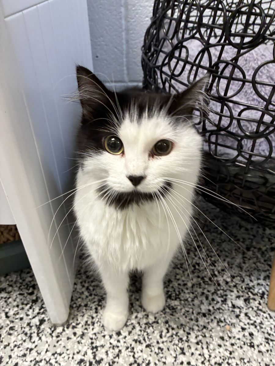 A164787 Sas is Available for Adoption!