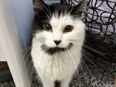 A164787 Sas is Available for Adoption!
