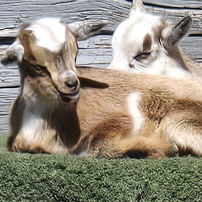 pygmy goat