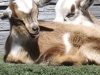 pygmy goat