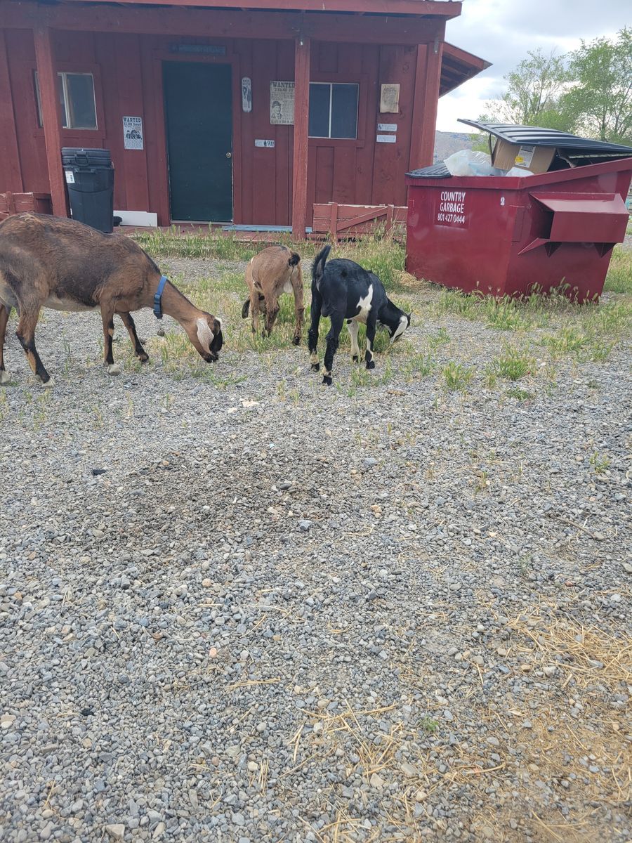 Nubian doe in milk