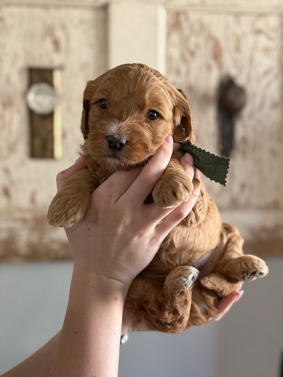F1 Medium Red Goldendoodle Puppies