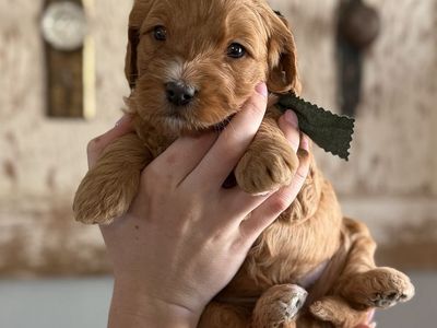 F1 Medium Red Goldendoodle Puppies