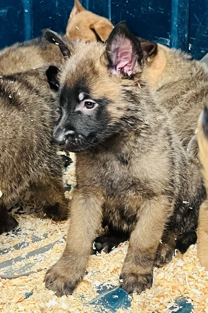 Belgian Shepherds