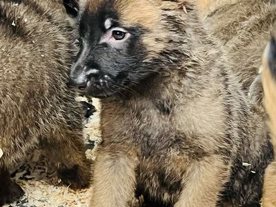 Belgian Shepherds