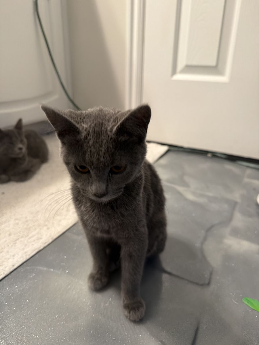Russian blue kittens