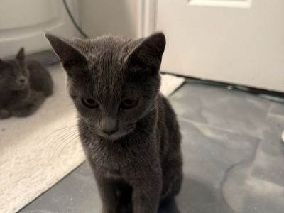 Russian blue kittens