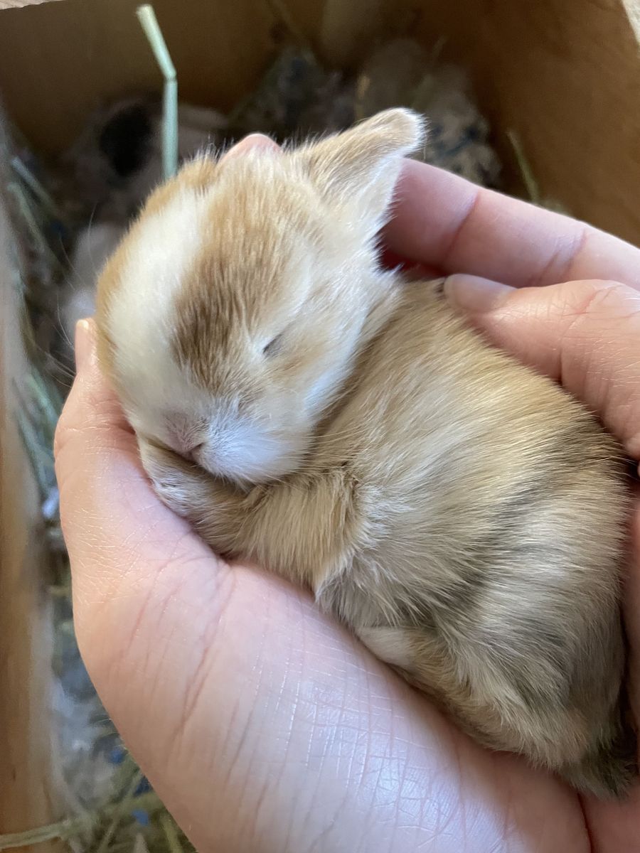 Purebred Holland Lop Rabbits – Ready for New Homes