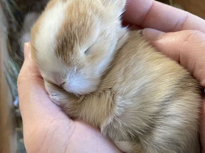 Purebred Holland Lop Rabbits – Ready for New Homes