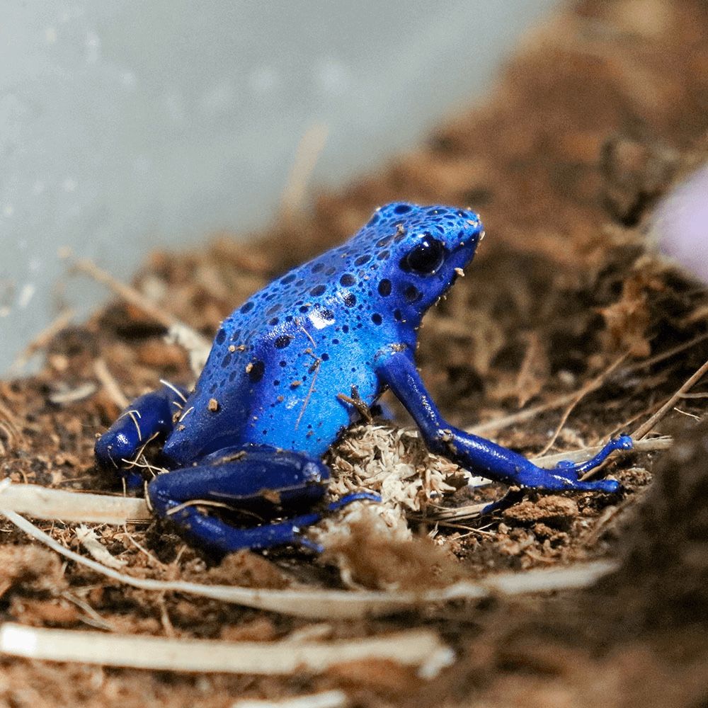 Blue Poison Dart Frog (Dendrobates azureus)