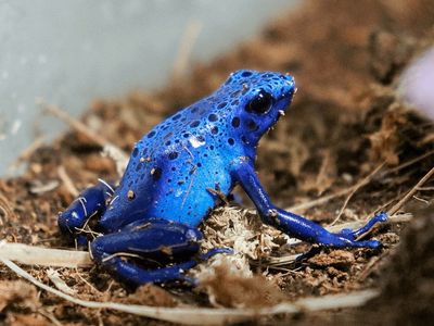 Blue Poison Dart Frog (Dendrobates azureus)