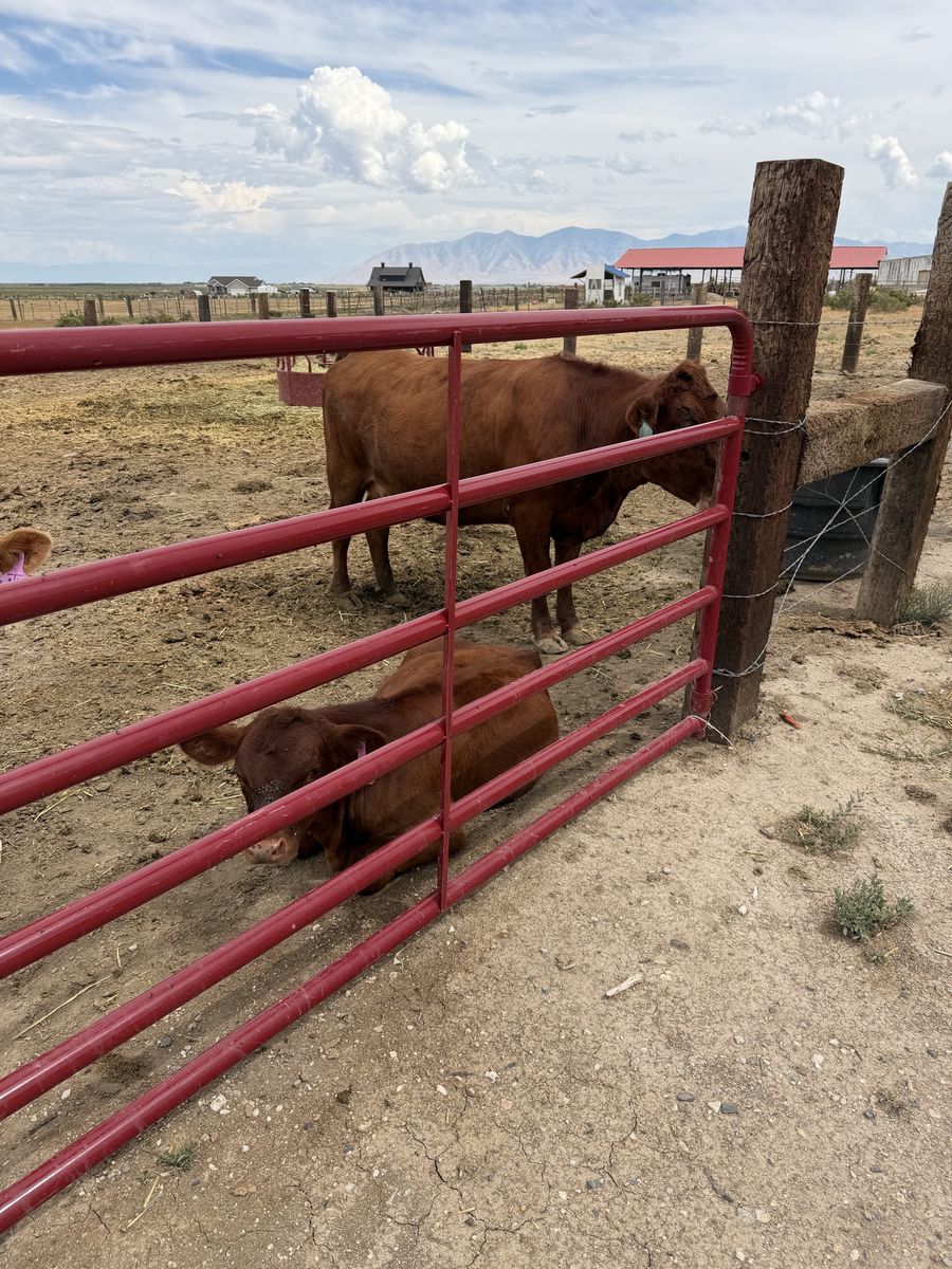 Cattle