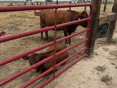 Cattle