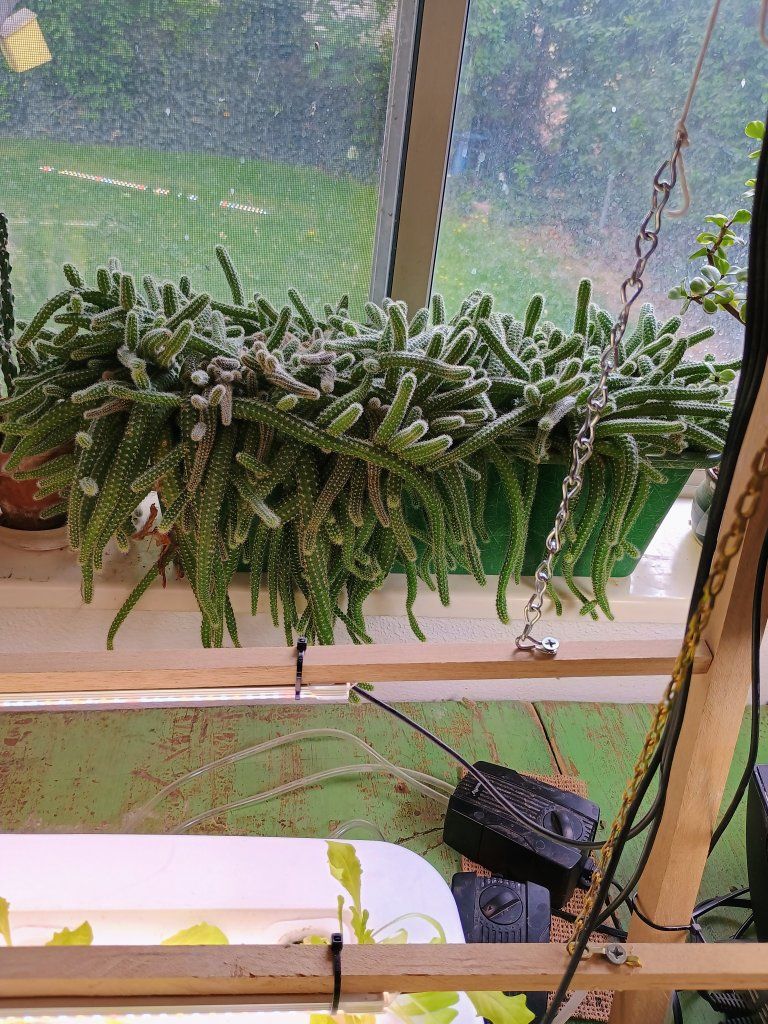 Huge Lady finger cactus plant. 18" x 8" pot.