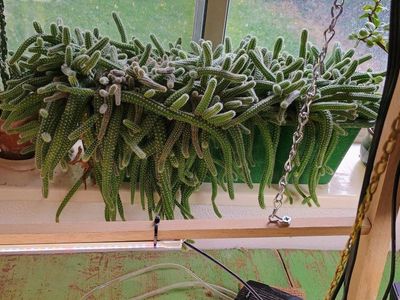 Huge Lady finger cactus plant. 18" x 8" pot.