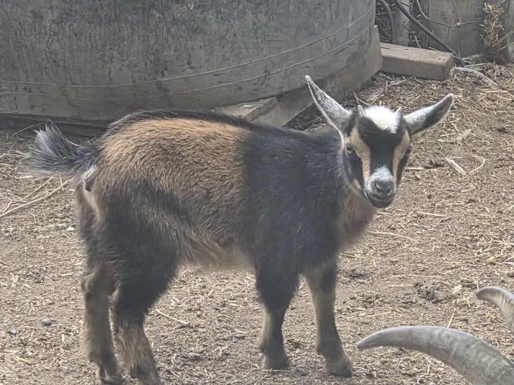 Nigerian Dwarf Goat Kid - Adorable, Friendly, and Ready for a New Home!