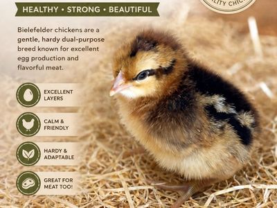 Rare Crele Bielefelder chicks