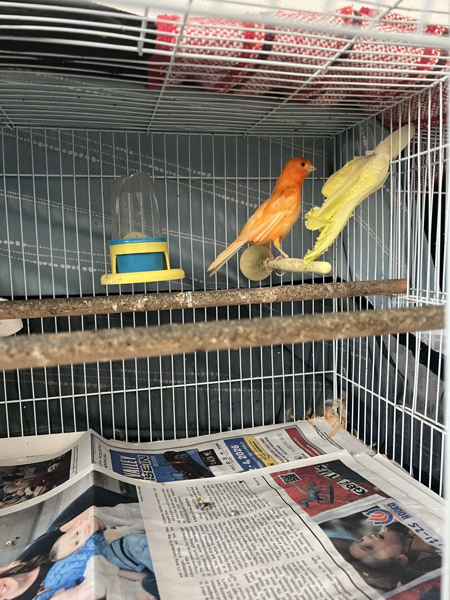 Canaries