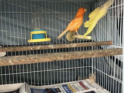 Canaries