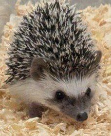 Adorable Baby Male Hedgehog - Healthy and Ready for a New Home - Archie