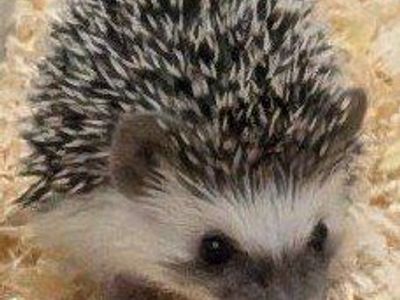 Adorable Baby Male Hedgehog - Healthy and Ready for a New Home - Archie