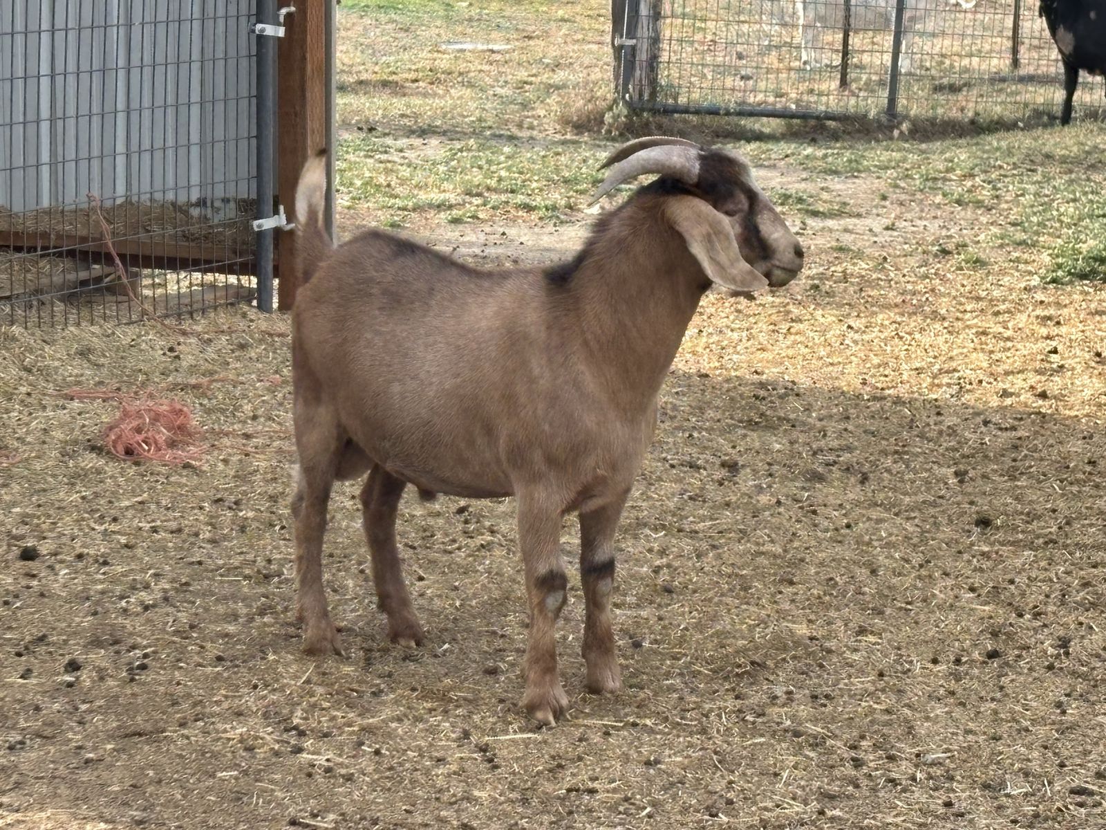 Boer Goat