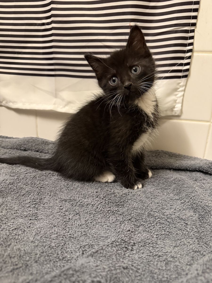Sweetest 8 week old kittens