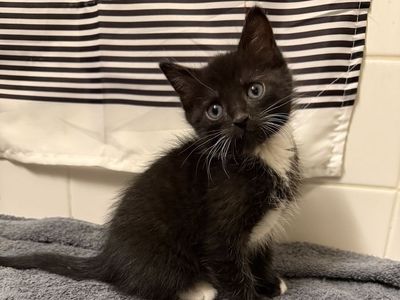 Sweetest 8 week old kittens