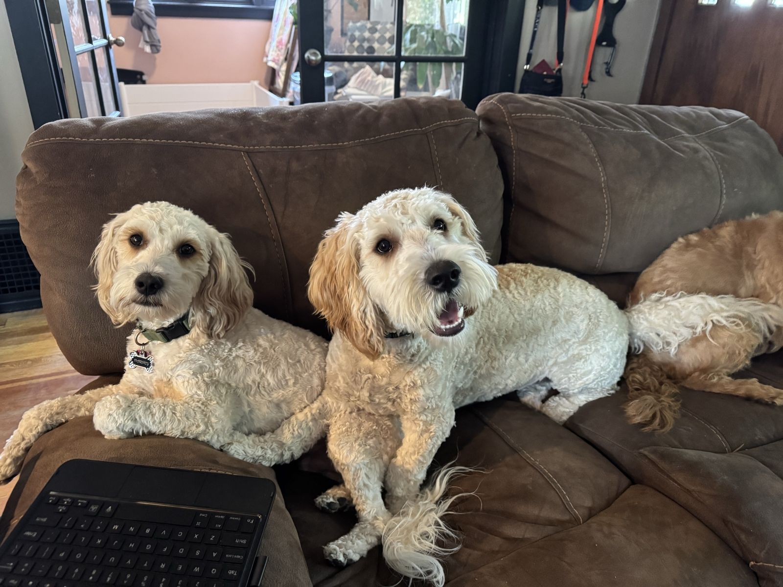 Neutered! Male Mini Golden Doodle!