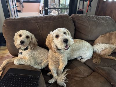 Neutered! Male Mini Golden Doodle!