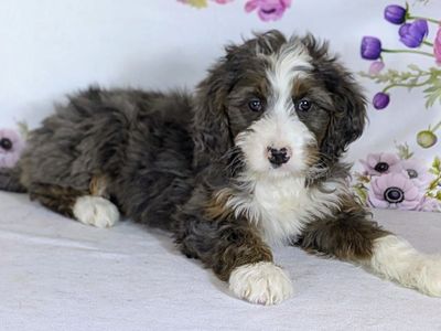 Girl Allie — Sweet, Snuggly & Full of Personality!