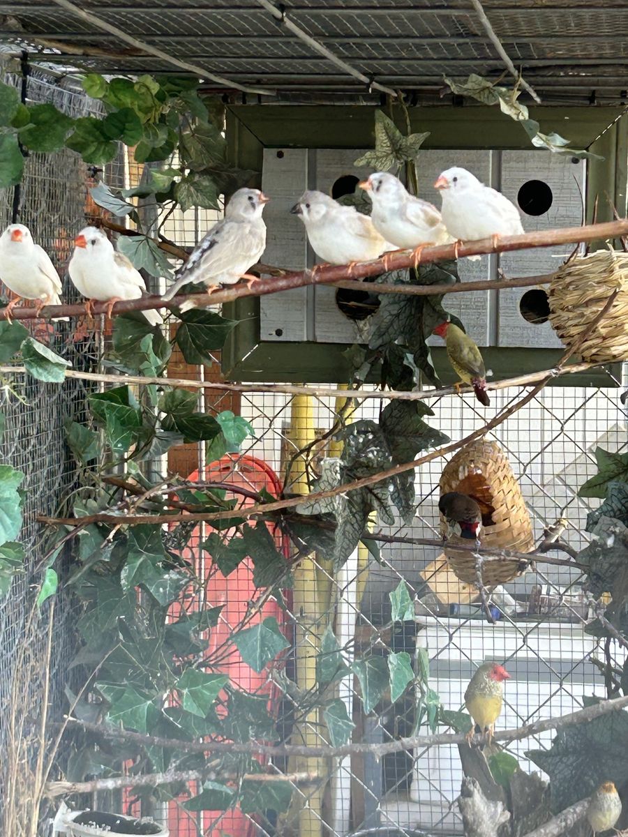 Zebra Finch / Zebra Finches