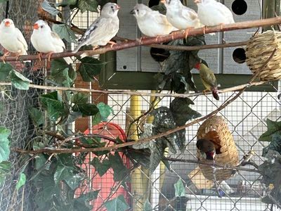 Zebra Finch / Zebra Finches