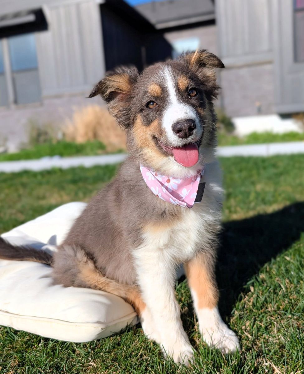 Active Girl Looking for Her Person, Aussie/Border Collie Mix, 5 Months Old, Trained, DNA Tested