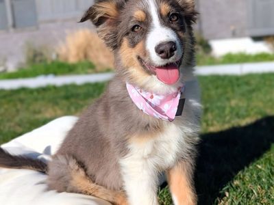 Active Girl Looking for Her Person, Aussie/Border Collie Mix, 5 Months Old, Trained, DNA Tested
