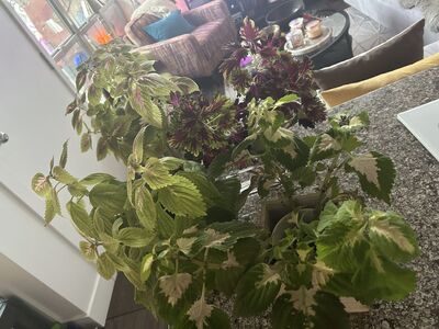 COLEUS & ORCHIDS LIVE HOUSE PLANT $10 EACH
