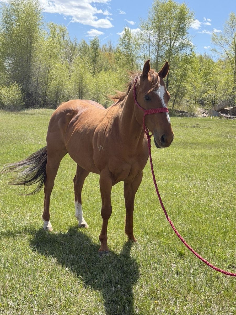 Nice sorrel registered gelding